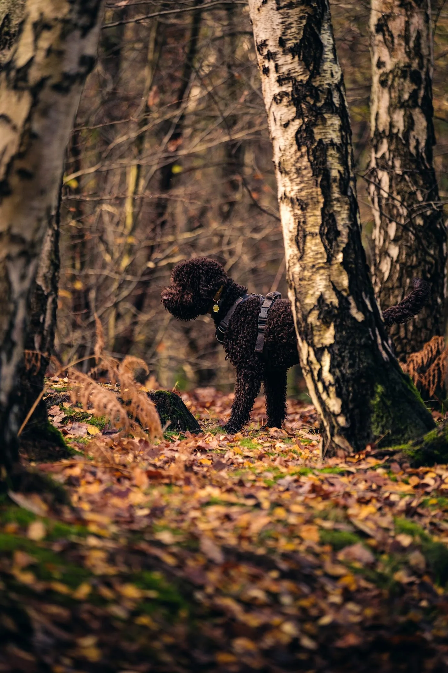 A truffle dog in the autumn forest near Motovun